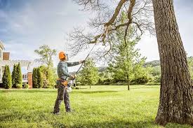 Professional Tree Care in Cottage Grove, MN